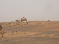 thumb_0806dubai2_047.jpg
