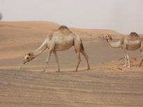 thumb_0806dubai2_048.jpg