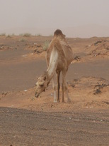 thumb_0806dubai2_049.jpg