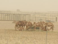 thumb_0806dubai2_050.jpg