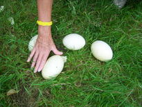 thumb_0806June_028.jpg