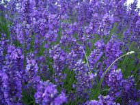 thumb_0807July_008.jpg