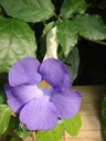 thumb_0808eden_028.jpg