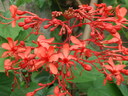 thumb_0808eden_033.jpg