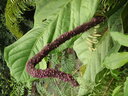 thumb_0808eden_039.jpg