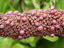 thumb_0808eden_040.jpg