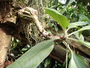 thumb_0808eden_045.jpg