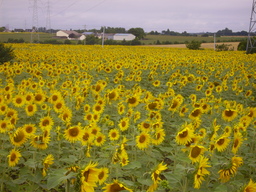 thumb_0808AuugustSF_013.jpg