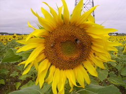 thumb_0808AuugustSF_014.jpg