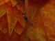 thumb_IMGP1778.jpg