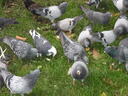 thumb_0809_bristol_012.jpg