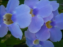 thumb_07pl.coco_CR_009.jpg