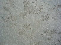 thumb_07pl.coco_CR_014.jpg