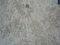 thumb_07pl.coco_CR_015.jpg