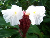 thumb_07pl.coco_CR_020.jpg