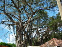 thumb_07pl.coco_CR_021.jpg