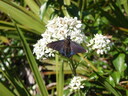 thumb_0810FL_001.jpg