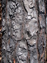 thumb_0810FL_003.jpg