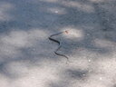 thumb_0810FL_011.jpg