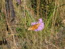 thumb_0810FL_047.jpg