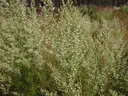 thumb_0810FL_048.jpg