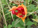thumb_0810FL_065.jpg