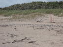 thumb_0810FL_066.jpg