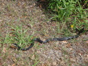 thumb_0810FL_073.jpg