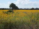 thumb_0810FL_081.jpg