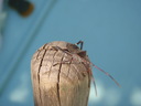 thumb_0810FL_090.jpg