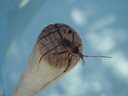 thumb_0810FL_094.jpg
