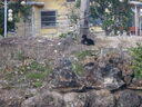 thumb_0811FL_006.jpg