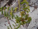 thumb_0811FL_136.jpg