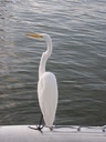thumb_0811FL_145.jpg
