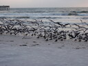 thumb_0811FL_147.jpg