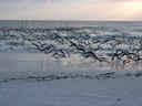 thumb_0811FL_151.jpg