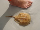 thumb_0812FL_018.jpg
