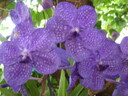 thumb_0812FL_036.jpg