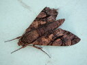 thumb_0812FL_097.jpg