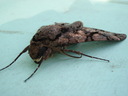 thumb_0812FL_123.jpg