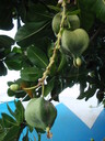 thumb_0812FL_235.jpg