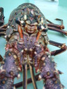 thumb_0901CU_102.jpg