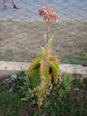 thumb_0901CU_108.jpg