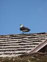 thumb_0902FL_007.jpg