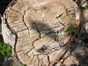 thumb_0902FL_040.jpg