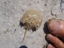 thumb_0902FL_058.jpg