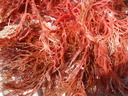 thumb_0903FL_004.jpg