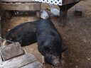 thumb_0903FL_023.jpg