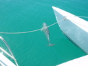 thumb_0903FL_066.jpg