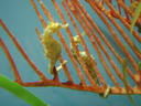 thumb_0903FL_111.jpg